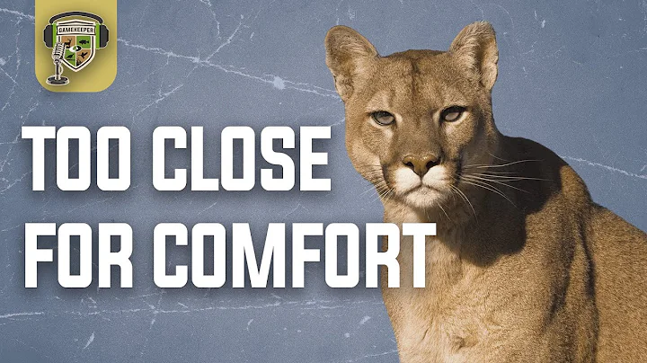 Close Call with a Mountain Lion