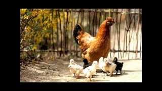 Spring Spring Spring Michael Feinstein