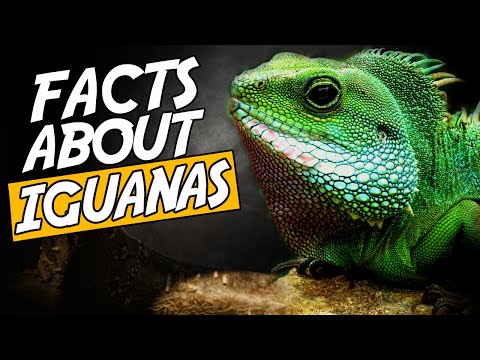 Vídeo: Manteniment adequat d'una iguana a casa - característiques i recomanacions