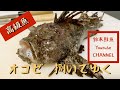 【高級魚】オコゼの造り（湯引き）【字幕あり】