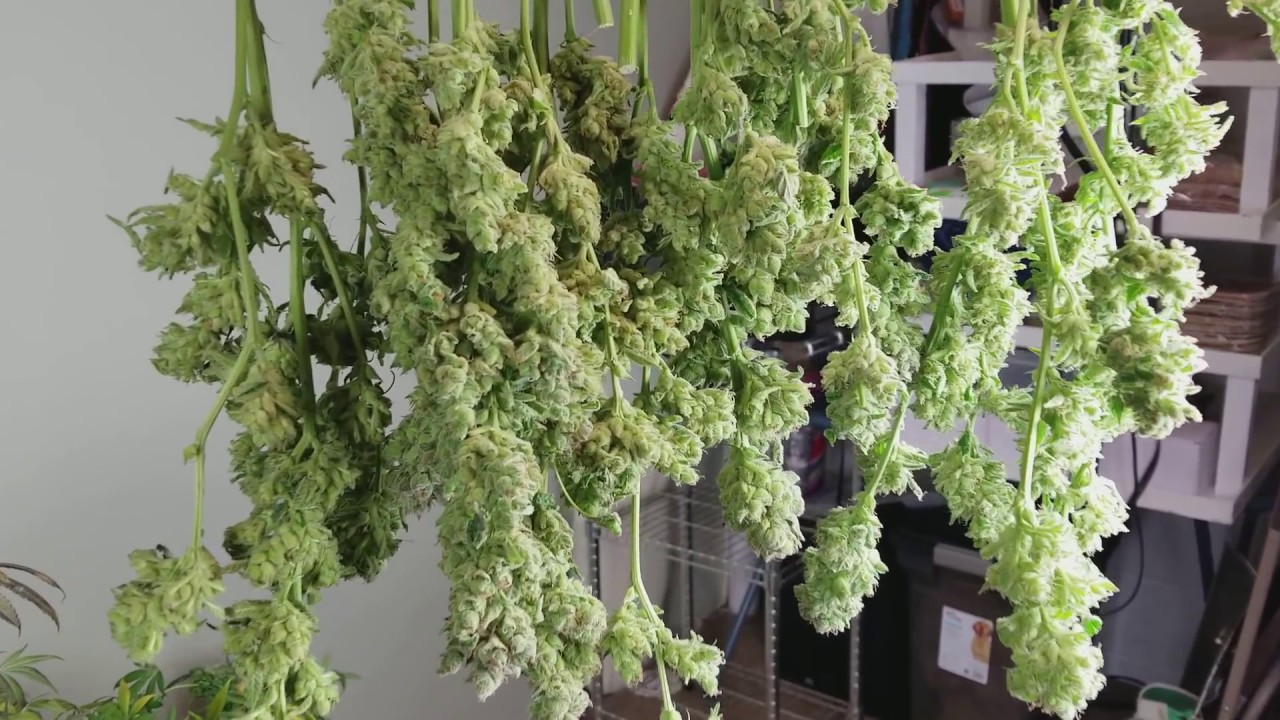 Optic6 LED Harvest Documentary! Seed To Harvest Series Final Video (More to come on weeks 5-8)