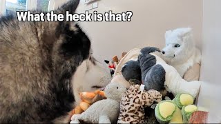 Download Lagu Husky Meets His Furry Match! So Funny! MP3