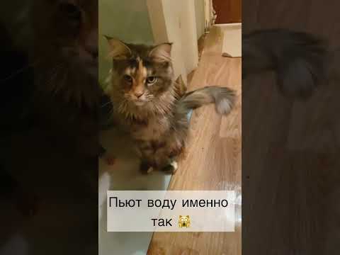 Налила специально большую миску 🙄 и вот результат #котики #кошки #мейнкуны #кот