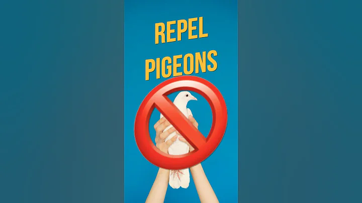 ✅ Best natural pigeon repellent sound!