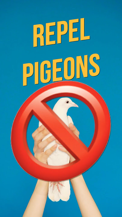 ✅ Best natural pigeon repellent sound!