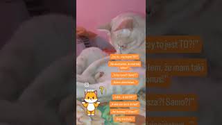 Mam help! wat hang daar ? #voorjou #cat #dc #funny #catvideo #szok #drama #humor #coto