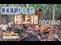 【猪猟】新米猟師から見た極上猪を仕留めた日（閲覧注意）