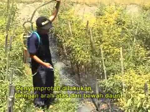 Video: Pelindung Tumbuhan Alami