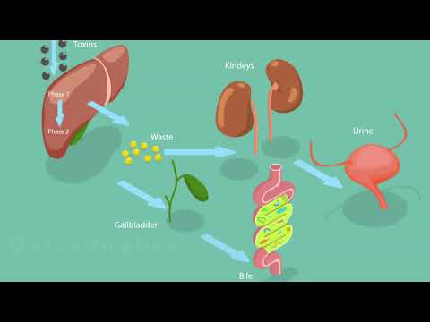 The Liver: A