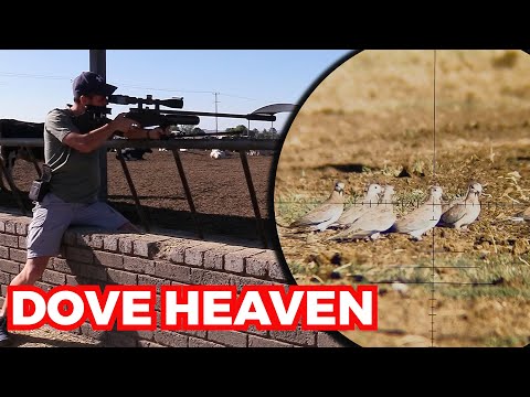 Dove Heaven | Late Afternoon Air Rifle Pesting