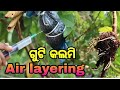 How to do Grafting process / एक पेड़ से यादा पेड़ केसे बनाए / Easy Process