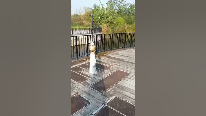 Monitor Lizard at punggol waterway