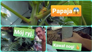 #1132-Jak podrosły papaje,kwitnąca i owocująca papaja👍😀Jak z zimowaniem papai itd.Porady ✔🔝🤝