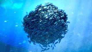 fishschoolpar4