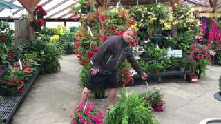 Tom Estabrook shares some tips on selecting hanging baskets for shade and keeping them looking great.