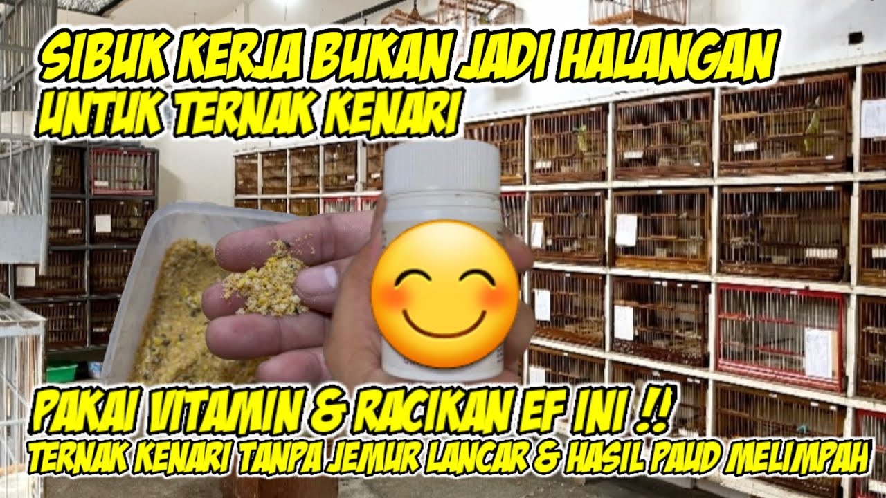Solusi Ternak Kenari Tanpa Jemur & Hasil Pautan Melimpah !! #kenarigacor #kenari #yorkshire
