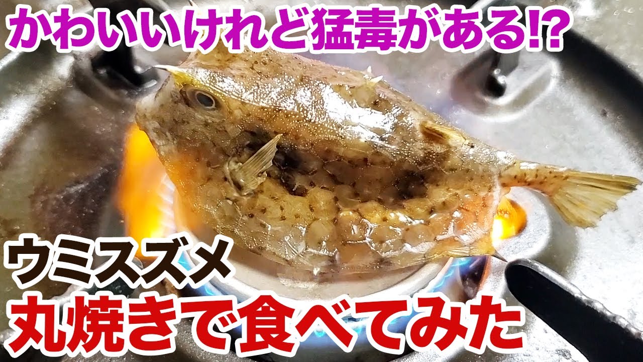 かわいいけれど猛毒がある！？ウミスズメを丸焼きにして食べてみた