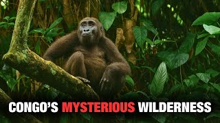 Congo Rainforest Congo River Gorillas Okapi Biodiversity