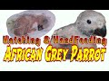 African Grey Parrot hatching oct 18 2021