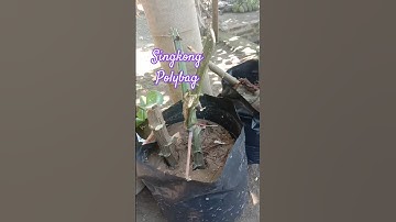 menanam singkong polybag #tutorial #tanaman #singkong