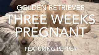 Golden Retriever 3 weeks pregnant  Dog Pregnancy week 3