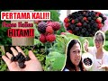 PANEN HALLON HITAM ATAU RASPBERRY HITAM DAPET 2 KILO CUY!!