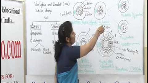 Dr  Ruby Singh Stelar System In pteiridophytes)(B.sc,M.sc)