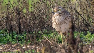 A video of some of the 111 species of birds seen during a 3 day stay in Norfolk in September 2022