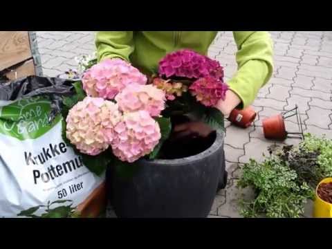 Video: Krokusblomst - plantning og pleje i det åbne felt