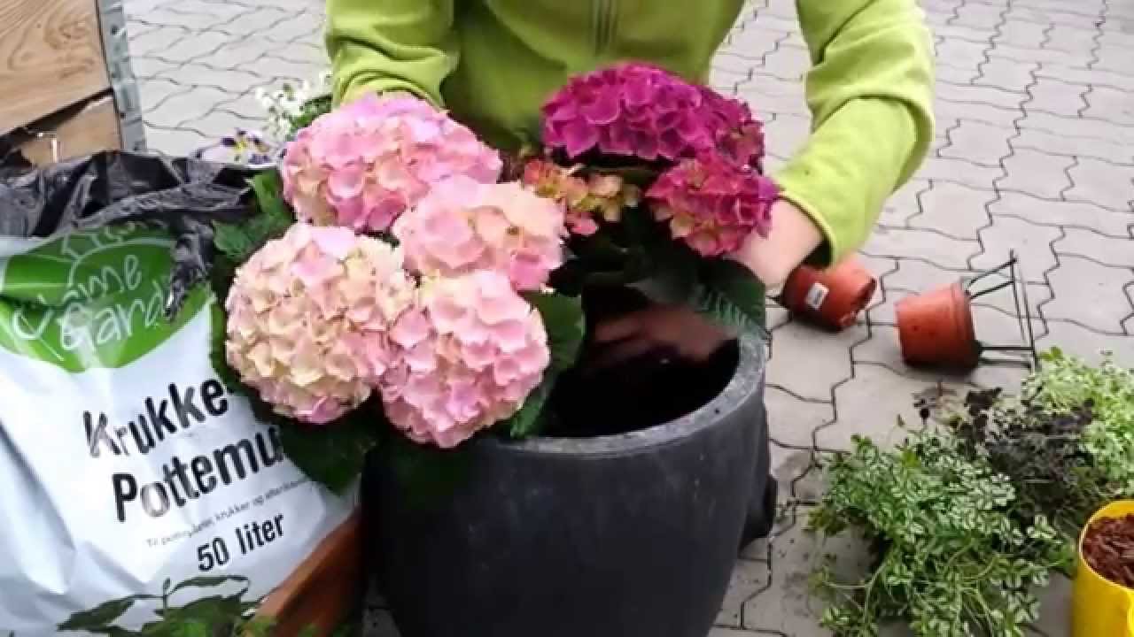 Plantning - YouTube