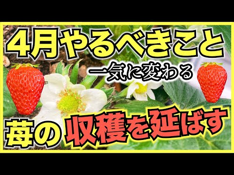 【家庭菜園のイチゴ】4月にやるべきこと,管理方法と注意点【水やり,温度管理,ランナー取り,病気と害虫対策】