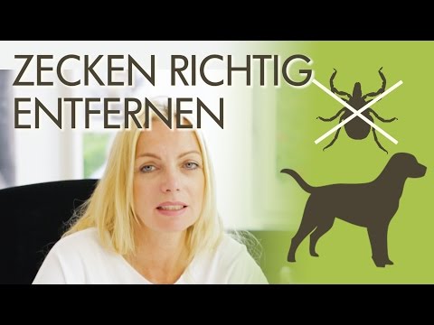 Zeckenbiss! Zecken beim Hund sicher entfernen - So gehts