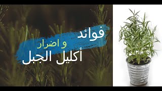 شاهد فائده عشبة اكليل الجبل الصحية Rosemary