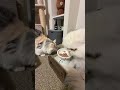 美味しいそうに食べるね…でも…横取りは…#猫 #cat #猫ご飯 #shorts