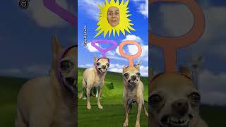 PINSCHER TELETUBBIES #comedia #humor #pinscher #chihuahua #pet #pinscherfilhotes #teletubbies