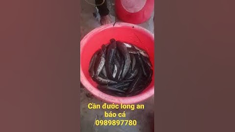 kcx kích cá xuyến |máy kích cá xuyến |kích lươn | kích cơ | kích cá lõi xuyến |kích cá giá rẻ