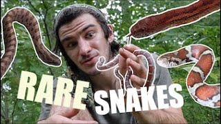 BEST TIN FLIPPING I'VE EVER HAD! (Finding Rare Snakes in Kentucky Part 1)