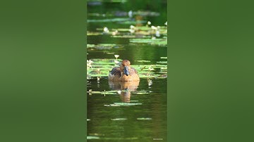 Lesser whistling duck #birds #nature #shorts