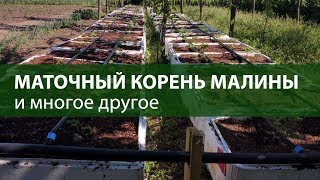видео: Маточный корень малины , и многое другое ) картинка: Маточный корень малины , и многое другое )
