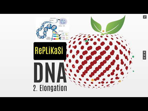 Video: Apa yang dibuat pada akhir replikasi DNA?