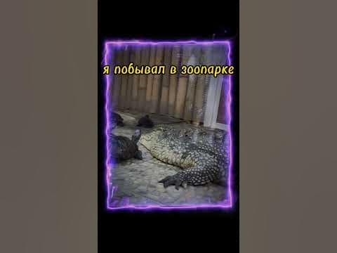 питерский зоопарк просто топ - YouTube