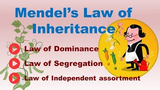 Mendel's Law of Inheritance | 3 Mendelian Law of Inheritance | ABT Gurukul