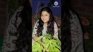 Tips and tricks to grow organic papaya in your terrace garden#ऑर्गेनिक पपीता🤩आपके गार्डन में#shorts