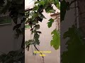 ترقيد هوائي للعنب عنب بطعم المانجا