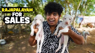 Rajapalayam Dog Farm | Kanni, Chippiparai, Kombai   Irfan's View