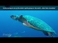 Fearless hawksbill turtle investigates and chases divers, Saba, Caribbean