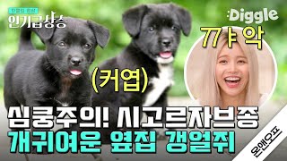 [#인기급상승] 77ㅑ 귀여워!!!  세상에서 제일 귀여운 시고르자브종(소리 내서 읽어보세요) 토르와 록키 | #온앤오프 | #Diggle