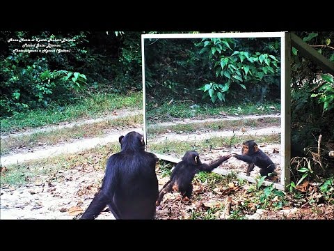 Video: Forskellen Mellem Abe Og Chimpanse