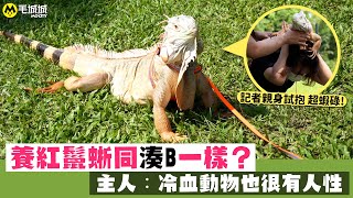 【冷門寵物】養紅鬣蜥同湊B一樣主人冷血動物也很有人性