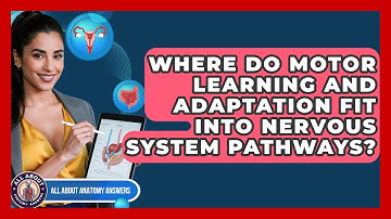 Where Do Motor Learning And Adaptation Fit Into Nervous System Pathways? - All About Anatomy Answers